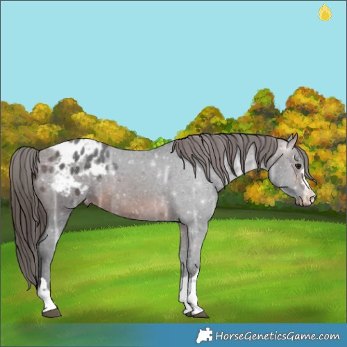 Horse Color:Brown Ice Appaloosa 