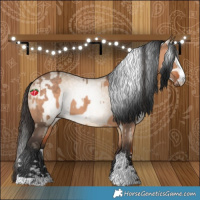 Horse Color:Bay Dun  and Gray Bay Dun 