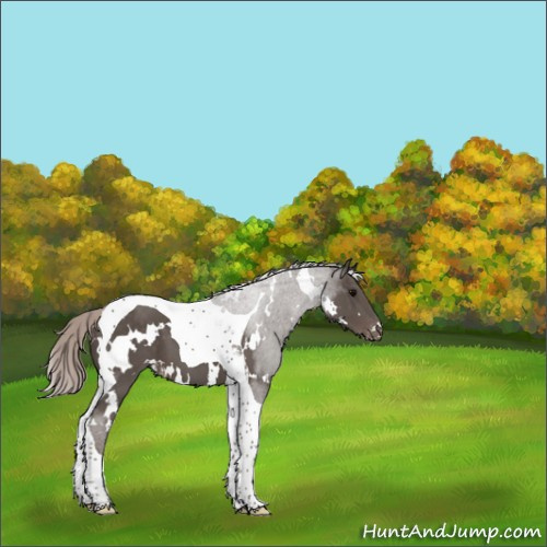 Horse Color:White Spotted Silver Black Tobiano Appaloosa 