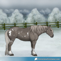 Horse Color:White Spotted Silver Black Tobiano 