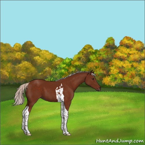 Horse Color:Silver Brown Tobiano 