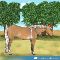 Horse Color:Silver Buckskin Tobiano