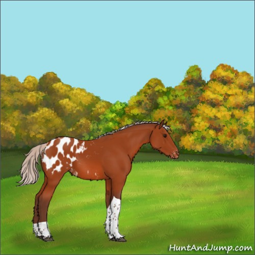Horse Color:Silver Bay Tobiano Appaloosa 