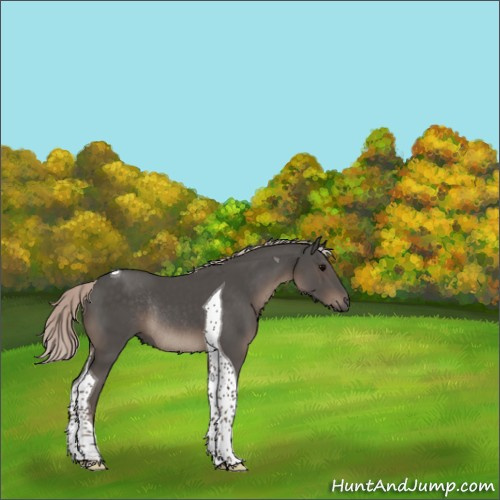 Horse Color:Silver Black Tobiano Rabicano 