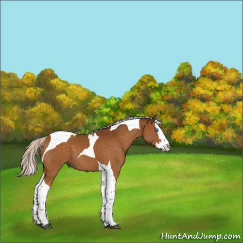 Horse Color:Silver Buckskin Splash Tobiano 