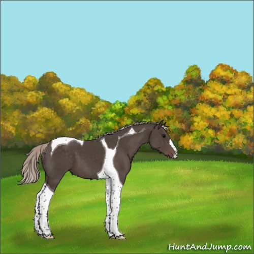 Horse Color:Silver Black Tobiano 