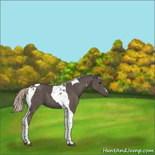 Horse Color:Silver Black Tobiano 