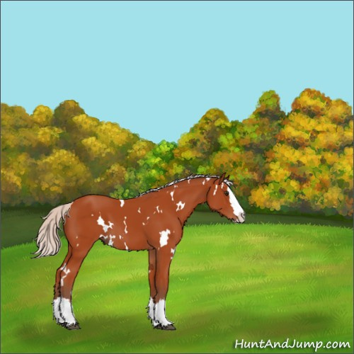 Horse Color:White Spotted Silver Bay Sabino Splash 