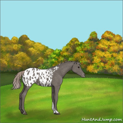 Horse Color:Silver Black Sabino Tobiano Appaloosa 