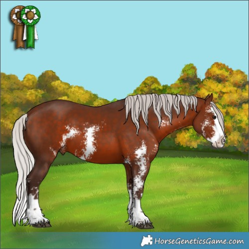 Horse Color:Silver Bay Sabino Splash 