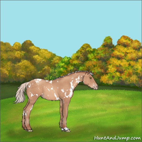 Horse Color:White Spotted Silver Sable Champagne 