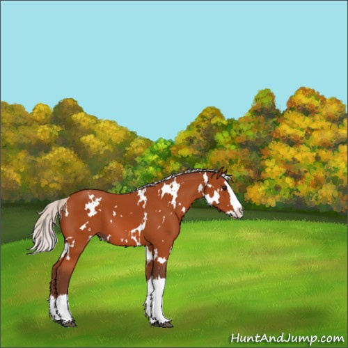 Horse Color:White Spotted Silver Bay Splash 