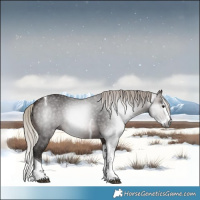 Horse Color:Gray Silver Brown Sabino Splash Tobiano