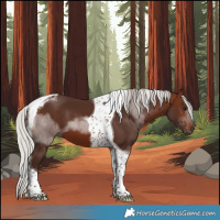 Horse Color:Silver Brown Tobiano 