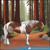 Horse Color:Silver Brown Tobiano
