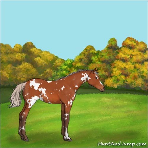 Horse Color:White Spotted Silver Brown 