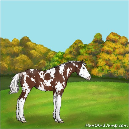 Horse Color:White Spotted Silver Brown Splash 