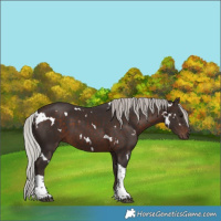 Horse Color:White Spotted Silver Brown Tobiano 