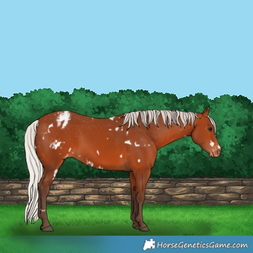 Horse Color:White Spotted Silver Bay Appaloosa 