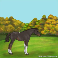 Horse Color:Liver Chestnut Tobiano 