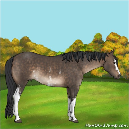 Horse Color:White Spotted Brown Dun 