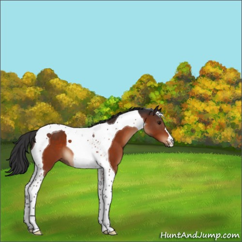 Horse Color:Brown Tobiano 