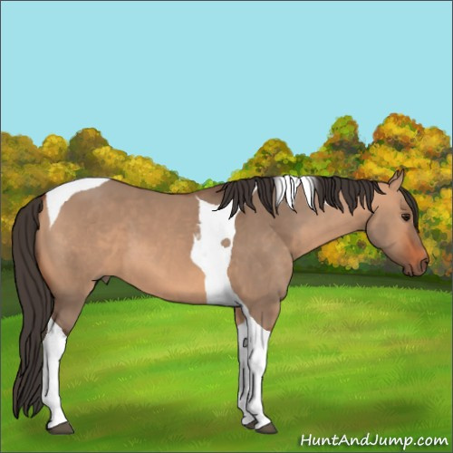 Horse Color:Bay Dun Tobiano 