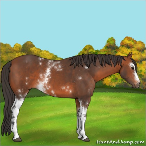 Horse Color:White Spotted Bay 