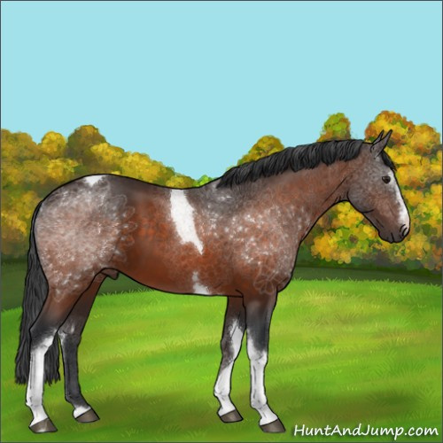 Horse Color:White Spotted Brown Tobiano 