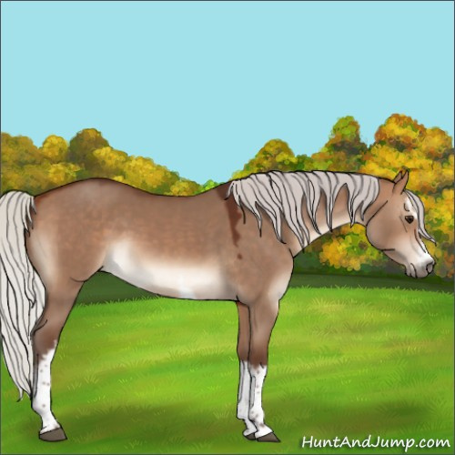 Horse Color:White Spotted Silver Bay Dun 