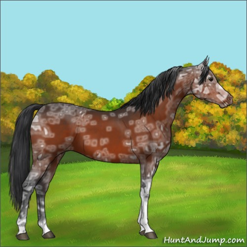 Horse Color:Brown Ice Tobiano 