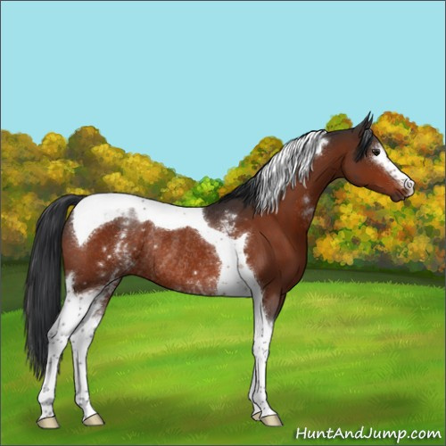 Horse Color:White Spotted Brown Tobiano Rabicano 