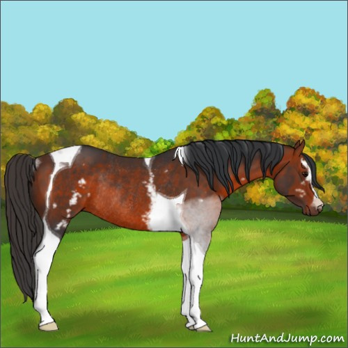 Horse Color:White Spotted Bay Tobiano Rabicano 