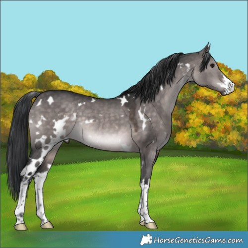 Horse Color:Platinum White Spotted Brown Dun Rabicano 