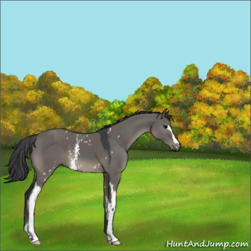 Horse Color:Platinum White Spotted Grullo 