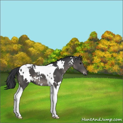 Horse Color:White Spotted Black Tobiano 