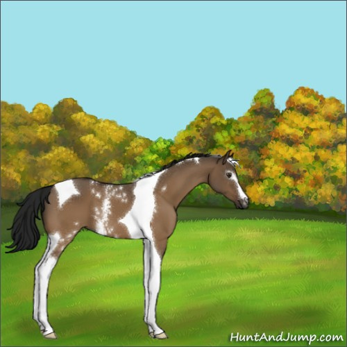 Horse Color:Gray White Spotted Brown Dun Tobiano 