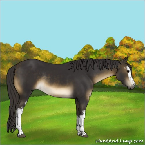 Horse Color:White Spotted Buckskin Rabicano 