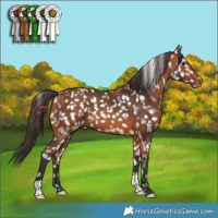 Horse Color:Bay Appaloosa 