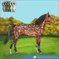 Horse Color:Bay Appaloosa