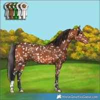 Horse Color:Bay Appaloosa 