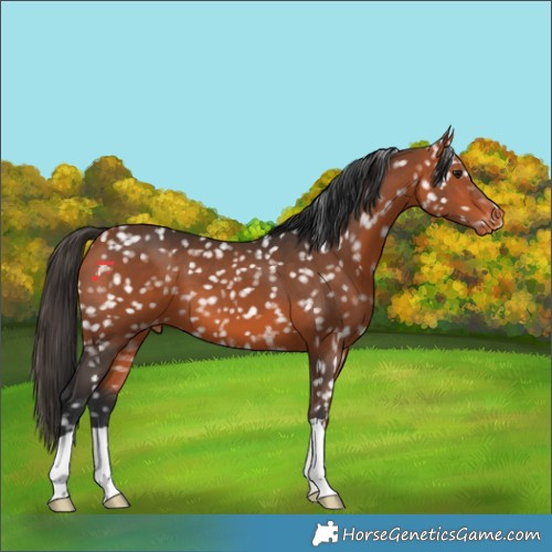Horse Color:Bay Appaloosa 