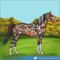 Horse Color:Bay Appaloosa 
