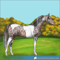 Horse Color:Brown Tobiano Snowflake Varnish