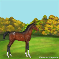 Horse Color:Brown Appaloosa 