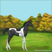Horse Color:Black Tobiano Snowflake Varnish 