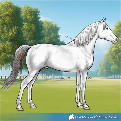 Horse Color:Brown Tobiano Appaloosa 