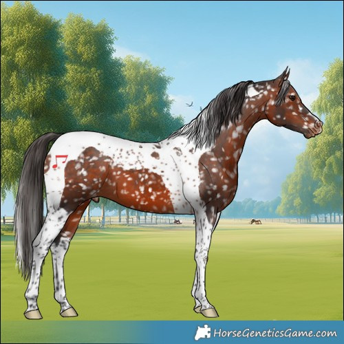 Horse Color:Brown Tobiano Appaloosa 