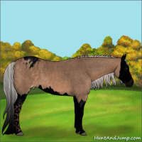 Horse Color:Void Silver Brown Dun Splash Appaloosa 