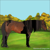 Horse Color:Void Brown Tobiano Rabicano 